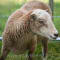 Article - Polled & Scurred Soay - Yarrow, polled ewe lamb